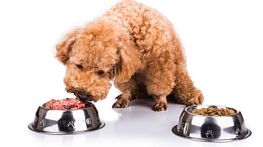 Смешанное питание для собак: допустимо ли оно?