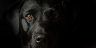 Как назвать черную собаку: девочку или мальчика