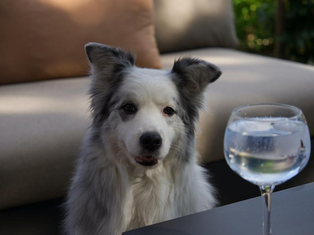 Почему собака стала пить много воды: 15 причин