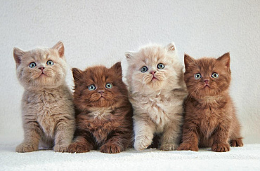 Окрасы британских короткошерстных и длинношерстных кошек с названиями и фото 