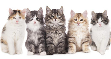 ТОП-50 интересных фактов о кошках и котах: все об удивительных животных