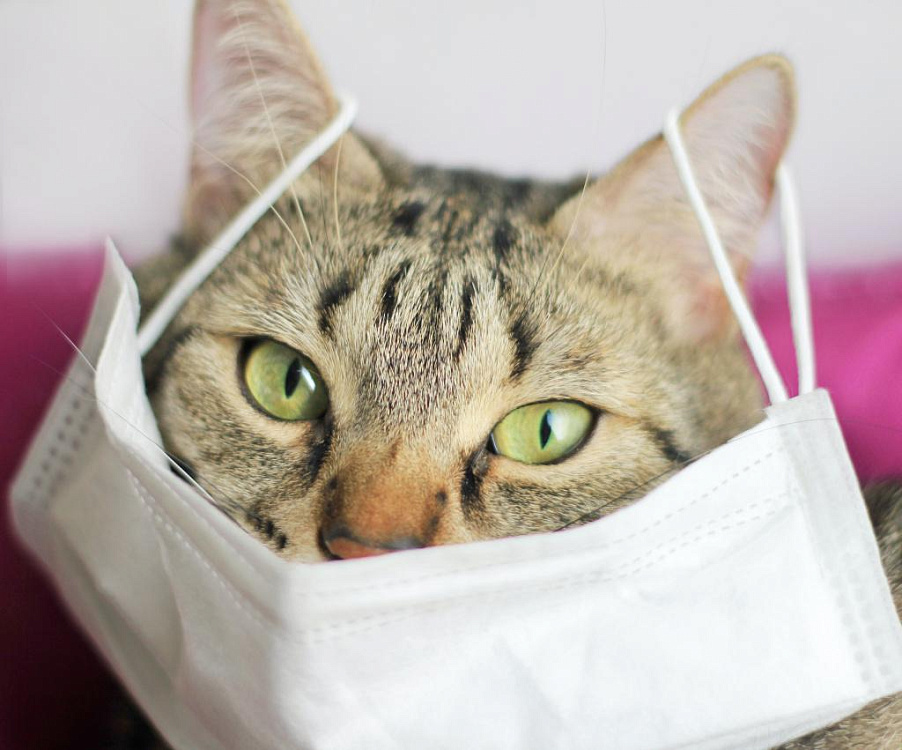 Коронавирус у кошек: чем опасна болезнь и как ее распознать
