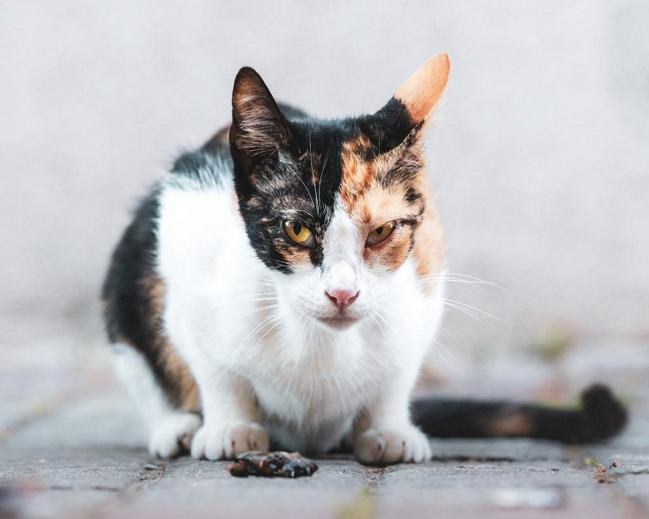 Рвота у кошки: все в норме или стоит обратиться к ветеринарному врачу? 