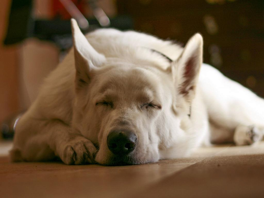 Сколько часов в сутки спят собаки