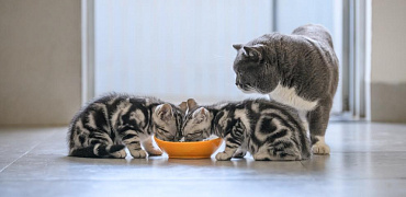 Можно ли кормить котенка кормом для взрослых кошек