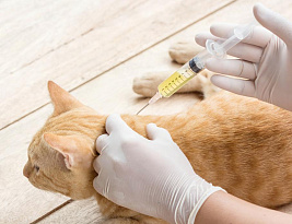 Прививки кошкам и котятам: график, вакцины, сроки и основные правила