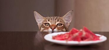 Можно ли давать кошкам сырое мясо