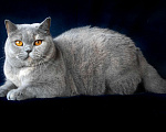 Кошки в Москве: Британская кошка шоу-класс Девочка, Бесплатно - фото 2