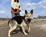 Собаки в Москве: Нора метис овчарки в добрые руки Девочка, Бесплатно - фото 6