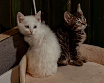 Кошки в Москве: Очаровательные Скай и Ричи в поиске дома Мальчик, Бесплатно - фото 2