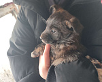 Собаки в Перми: Пристроить щенков Мальчик, Бесплатно - фото 2
