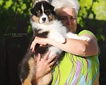 Собаки в Москве: Мальчик австралийской овчарки /аусси  Мальчик, 65 000 руб. - фото 1