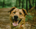 Собаки в Москве: Бен Мальчик, Бесплатно - фото 1