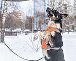 Собаки в Москве: Дина Девочка, Бесплатно - фото 4
