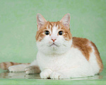 Кошки в Москве: Лекс, кот 2 года Мальчик, Бесплатно - фото 5