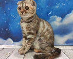 Кошки в Москве: Вислоухая малышка Дейзи Девочка, Бесплатно - фото 3