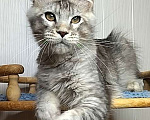 Кошки в Мытищах: Котенок Мейн-кун Мальчик, 50 000 руб. - фото 7