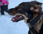 Собаки в Москве: Гермес Мальчик, Бесплатно - фото 3