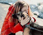 Собаки в Ногинске: Нежность по имени Линда! Девочка, Бесплатно - фото 10