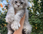 Кошки в Смоленске: Котята мейн-кун Девочка, 60 000 руб. - фото 4