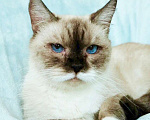 Кошки в Москве: Голубоглазая кошечка Леся в добрые руки. Девочка, Бесплатно - фото 1