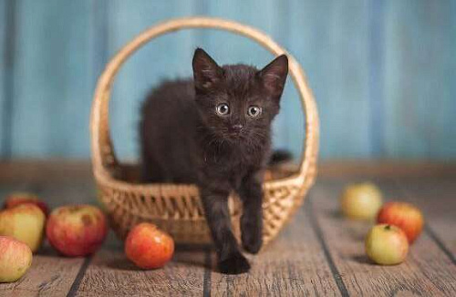 Объявление: Черный маленький котенок Дваня в добрые руки, Бесплатно, Волжский