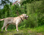 Собаки в Москве: Лабрадор Сева в добрые руки Мальчик, Бесплатно - фото 3