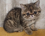 Кошки в Новосибирске: Экзотическая короткошерстная девочка Девочка, 25 000 руб. - фото 1