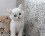Кошки в Омске: Золотые шиншиллята Мальчик, 20 000 руб. - фото 5