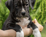 Собаки в Краснодаре: Щенки стаффордширского терьера Девочка, 30 000 руб. - фото 3