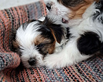 Собаки в Зеленограде: Вязка Бивер  Мальчик, Бесплатно - фото 7