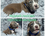 Собаки в Москве: Перспективный щенок Американского Питбультерьера Мальчик, 55 000 руб. - фото 1