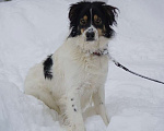 Собаки в Москве: Белый Бим пушистые ушки ищет дом! Мальчик, Бесплатно - фото 3