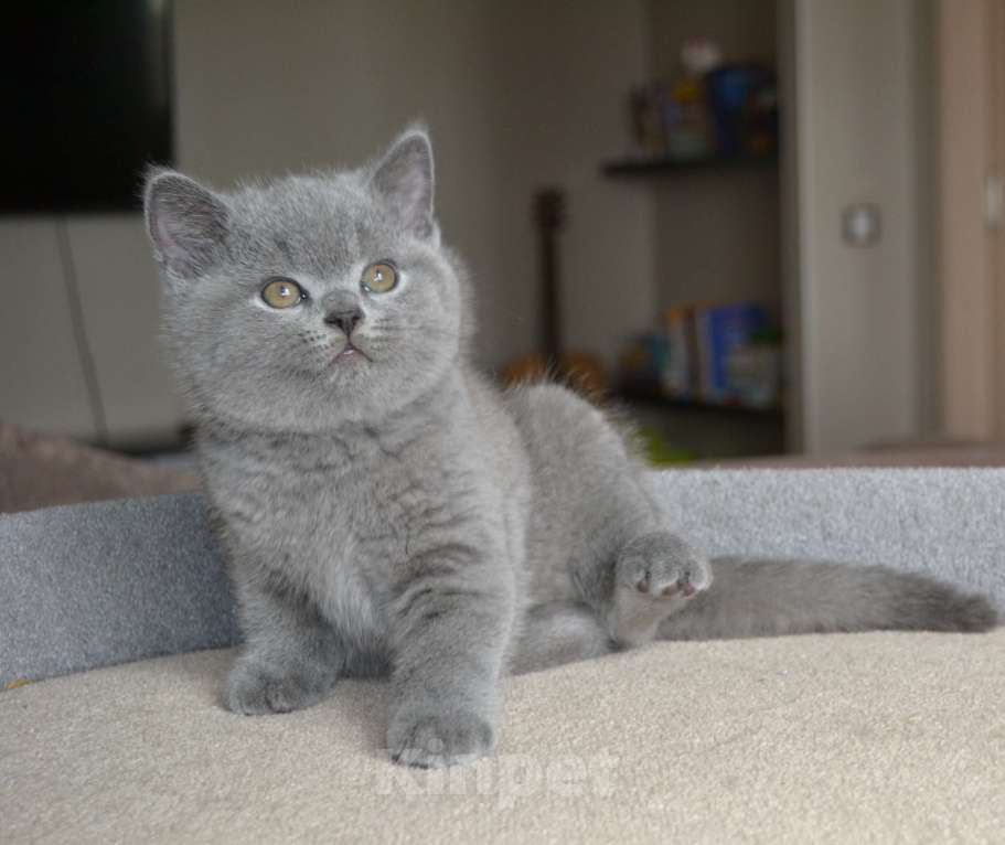 Кошки в Хабаровске: котята плюшевые Мальчик, Бесплатно - фото 1