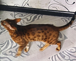 Кошки в Лермонтове: Бенгальская кошка в добрые руки Девочка, 1 руб. - фото 2
