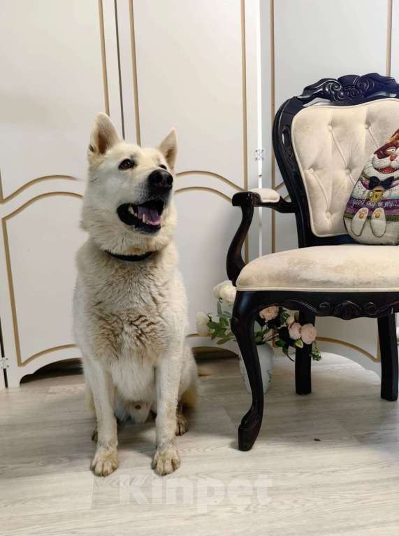 Собаки в Дзержинском: Позитивный пес Артем ищет дом Мальчик, Бесплатно - фото 1