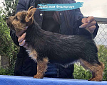 Собаки в Рыбинске: Щенок норвич терьера Мальчик, 75 000 руб. - фото 1