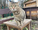 Кошки в Балашихе: Классическая полосатая Мурка 3,5 г. из приюта Девочка, Бесплатно - фото 5