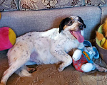 Собаки в Москве: Бинго супер пёс в поисках дома Мальчик, Бесплатно - фото 2