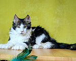 Кошки в Мытищах: Котенок Мейн-кун полидакт Мальчик, 45 000 руб. - фото 5