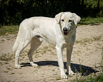 Собаки в Москве: Белый Мальчик, Бесплатно - фото 2