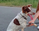 Собаки в Видном: Пропала собака Девочка, Бесплатно - фото 1