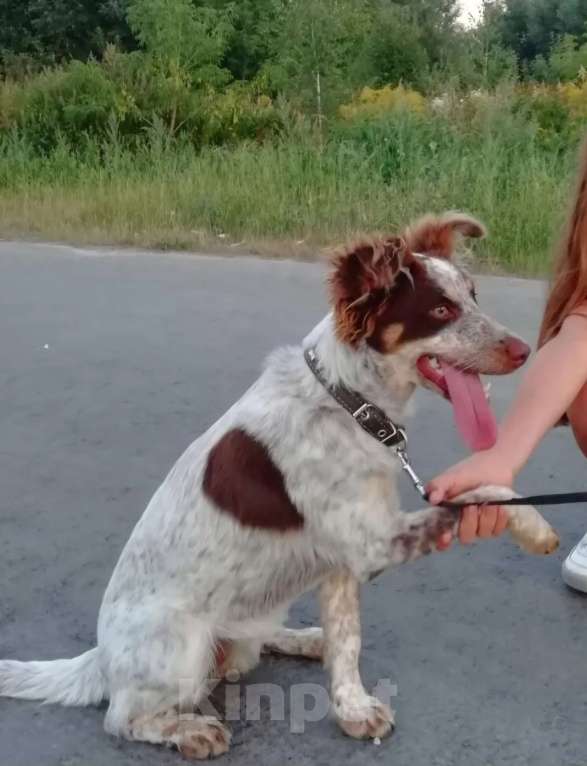 Собаки в Видном: Пропала собака Девочка, Бесплатно - фото 1