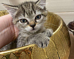 Кошки в Лобне:  Малышка ищет дом. Мама британка  Девочка, Бесплатно - фото 1