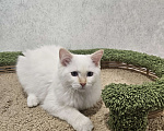 Кошки в Владивостоке: Cotton Мальчик, 50 000 руб. - фото 1