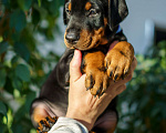 Собаки в Колпино: Щенки добермана Мальчик, 100 000 руб. - фото 1