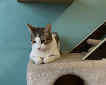 Кошки в Мытищах: Очень ласковый кот Веня ищет дом Мальчик, Бесплатно - фото 2