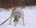Собаки в Видном: Алабай Узра, 2 года Девочка, Бесплатно - фото 8