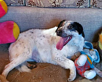 Собаки в Москве: Бинго супер пёс в поисках дома Мальчик, Бесплатно - фото 1