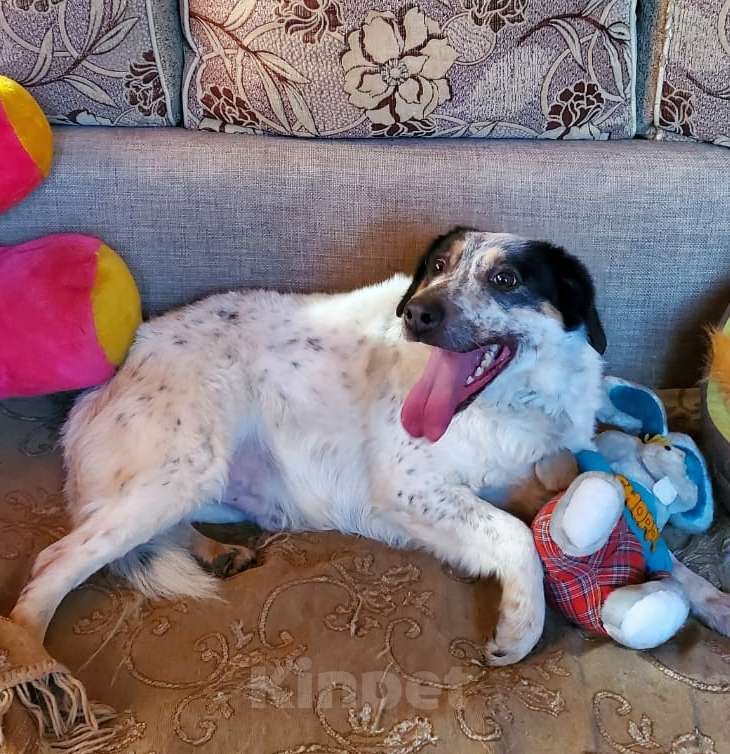 Собаки в Москве: Бинго супер пёс в поисках дома Мальчик, Бесплатно - фото 1